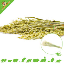 Oat Harvest