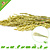 Knaagdier Kruidenier Oat Harvest