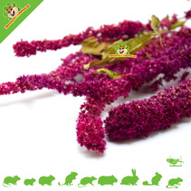 Amaranth Harvest Red