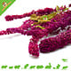 Knaagdier Kruidenier Amaranth Harvest Red for Rodents & Birds