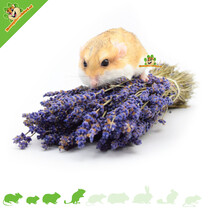 Gedroogde Lavendel Oogst