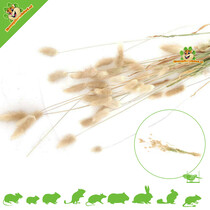 Hazenstaart Oogst 100 gram