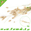 Knaagdier Kruidenier Hare's Tail Harvest for Rodents & Birds