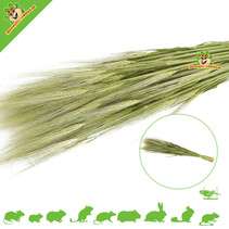 Cosecha de espigas de trigo verde