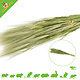 Knaagdier Kruidenier Green Wheat Ears Harvest for Rodents & Birds