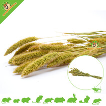 Coniferous Millet Harvest