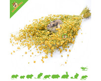 Linseed Flax Harvest