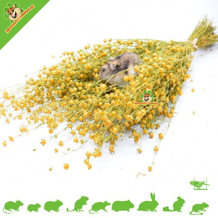 Knaagdier Kruidenier Linseed Flax Harvest for Rodents & Birds