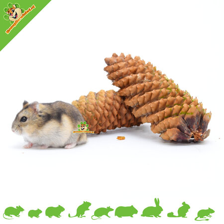 Elmato Pomme de pin 2 pièces pour rongeurs & lapins !