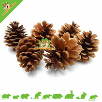 Pine cone 6 pieces