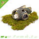 Hamsterscaping Swamp Tree Trunk für Nagetiere!