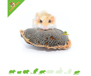 Getrocknete Sonnenblumenköpfe 3 Stk | DRD Knaagdierwinkel® Nagershop