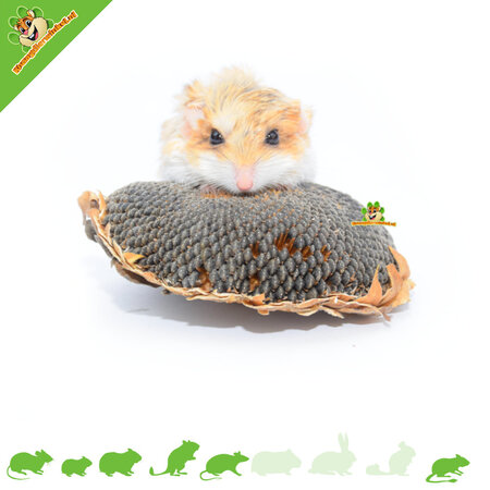 Getzoo Cabezas de girasol secas, 3 unidades