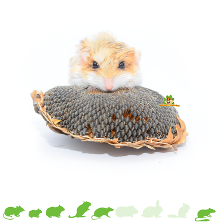 Getzoo Cabezas de girasol secas, 3 unidades