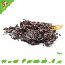 Cosecha de sorgo negro Dari Cob