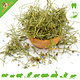 Knaagdier Kruidenier Dried Cornflower Herb