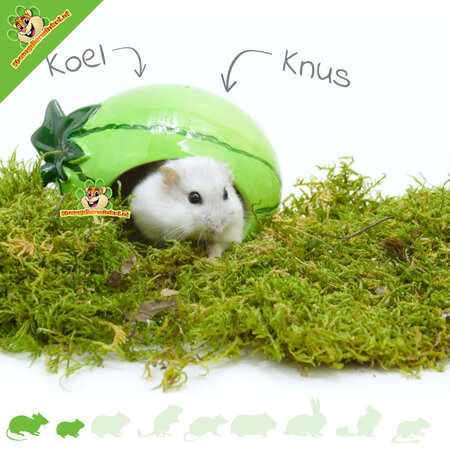 Keramikhaus Melone für kleine Nagetiere!