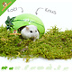 Happy Pet Ceramic House Melon for small Rodents!