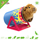 HayPigs Circus Cannonball Tilting Tunnel for Rodents!