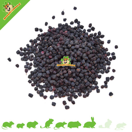 Aronia Berries for Rodents & Rabbits!