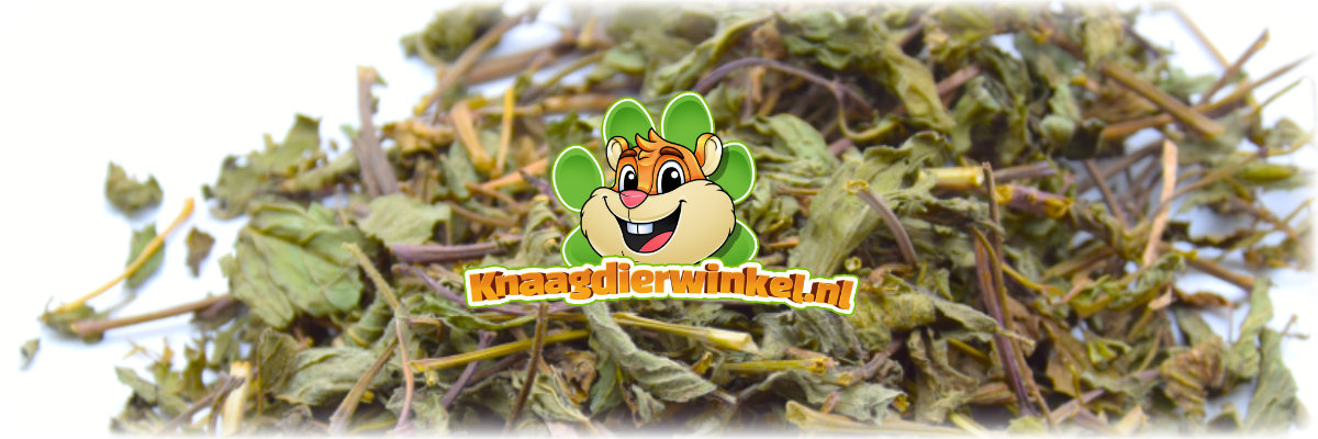 Feuilles de menthe séchées 60 grammes d'herbes et de feuilles de rongeurs et de lapins