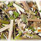 Denta Nibble Herbs for Rodents and Rabbits
