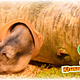 Hugro Birch Tree Trunk Tunnel Heinsberg for Rodents!