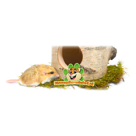Bounty Paradise Birch Tree Trunk 13 cm