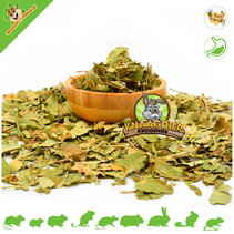 Feuilles de pommier séchées grossières