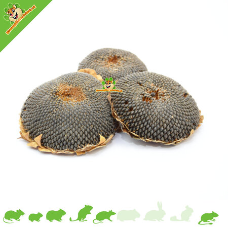 Knaagdier Kruidenier Cabeza de Girasol Seca Grande 1 pieza