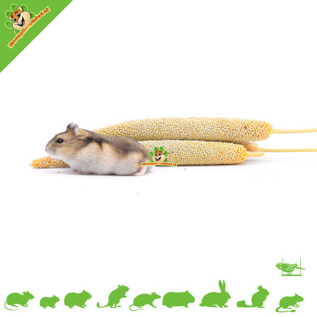 JR Farm Millet perlé pour rongeurs et oiseaux