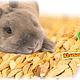 JR Farm Nager-Knabbermatte 33 cm