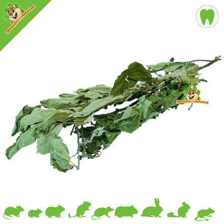 JR Farm Apfelbaumernte