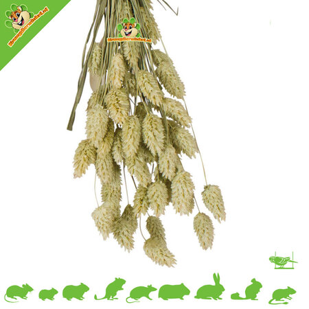 JR Farm Récolte d'alpiste pour rongeurs et oiseaux