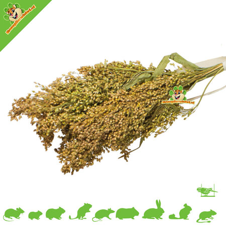 JR Farm Cosecha de mijo plumoso para roedores y aves