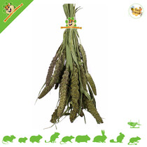 Cosecha de mijo verde de Senegal