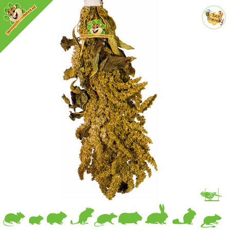 JR Farm Amaranth Harvest for Rodents & Birds