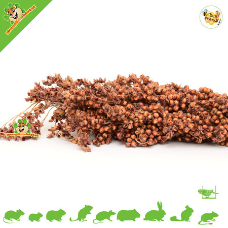JR Farm Dari Kolf Harvest