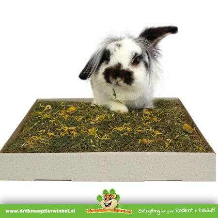 JR Farm Prairie d'herbes aromatiques en quête de nourriture 30 cm