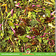 JR Farm Echinacea & Luzerne (Alfalfa) Graanvrij voor Knaagdieren en Konijnen