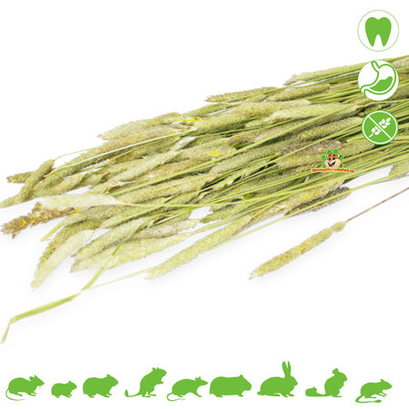 JR Farm Cosecha de timothy sin cereales para roedores y conejos