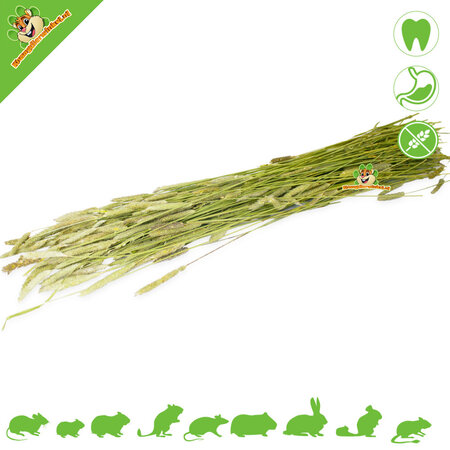 JR Farm Cosecha de timothy sin cereales para roedores y conejos