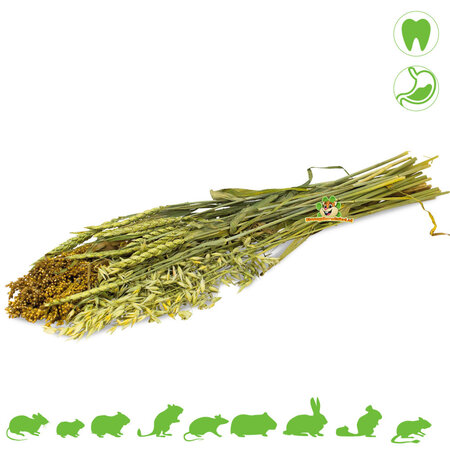 JR Farm Summer Seeds Harvest