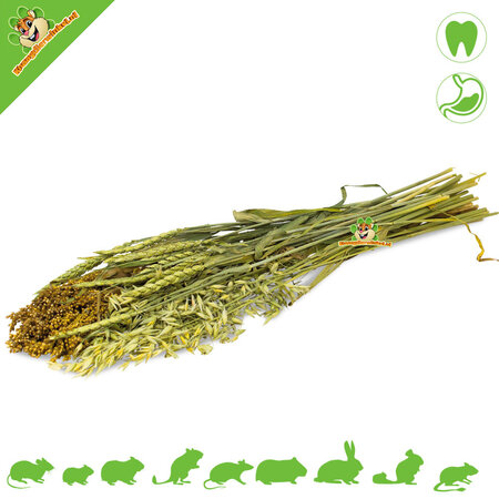 JR Farm Sommerliche Samenernte