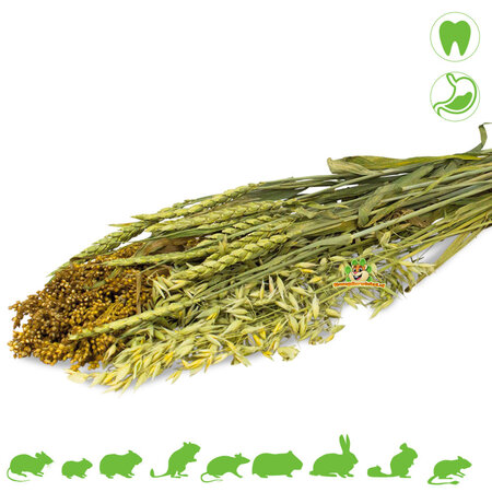 JR Farm Sommerliche Samenernte