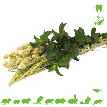 JR Farm Récolte d'herbes d'épeautre, de carvi et de graines d'alpiste des Canaries