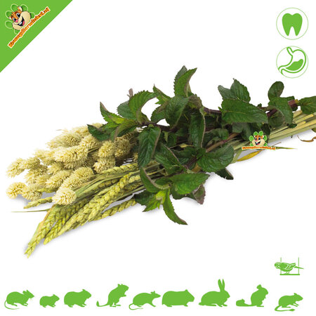 JR Farm Récolte d'herbes d'épeautre, de carvi et de graines d'alpiste des Canaries