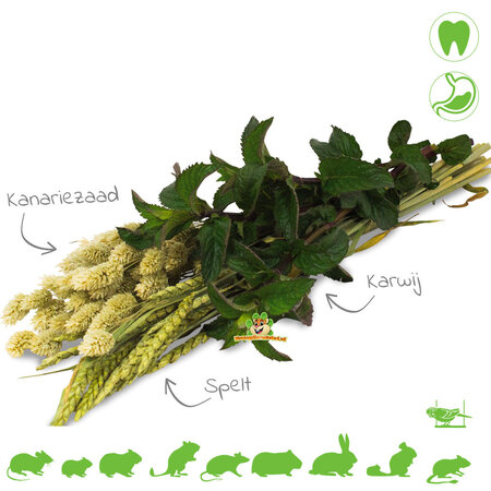 JR Farm Récolte d'herbes d'épeautre, de carvi et de graines d'alpiste des Canaries