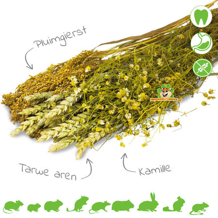 JR Farm Récolte de camomille