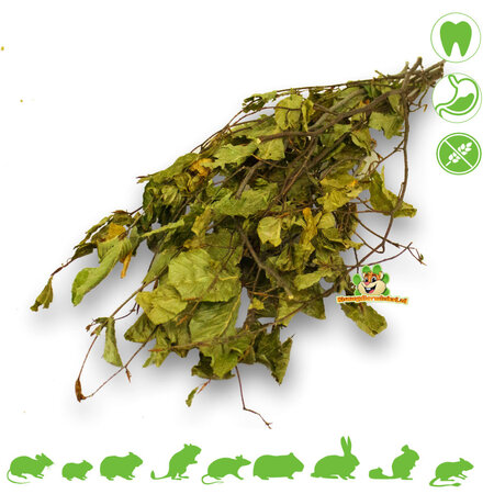 JR Farm Haselnussernte